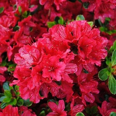 Азалия ХИНО КРИМСОН японская  Азалия ХИНО КРИМСОН японская в Курске