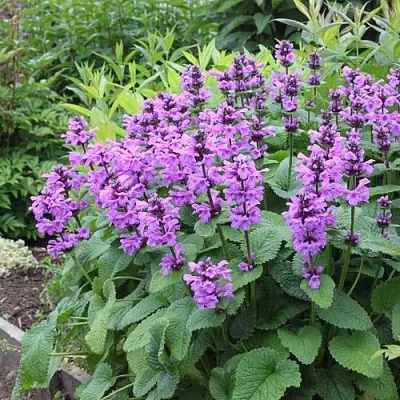 Буквица крупноцветковая  Буквица крупноцветковая в Курске