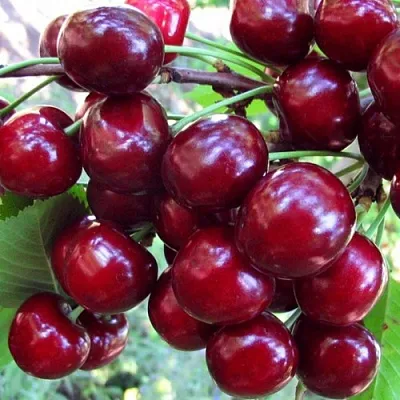 Вишня ЖУКОВСКАЯ  Вишня ЖУКОВСКАЯ в Курске