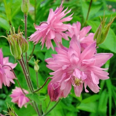 Аквилегия БАРЛОУ ПИНК гибрид МакКаны — описание сорта Аквилегия БАРЛОУ ПИНК гибрид МакКаны в Курске