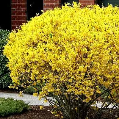 Форзиция ЛИНВУД  Форзиция ЛИНВУД в Курске