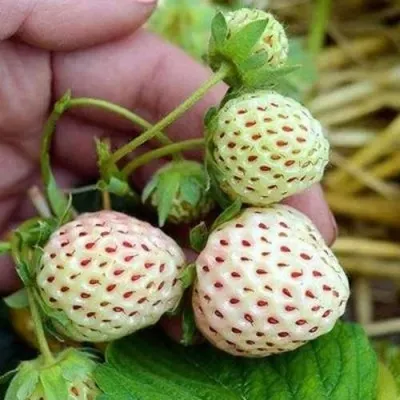 Клубника АНАНАСА ремонтантная в Курске