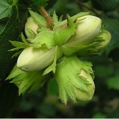 Фундук ТАМБОВСКИЙ ПОЗДНИЙ  Фундук ТАМБОВСКИЙ ПОЗДНИЙ в Курске