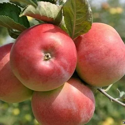 Яблоня ВЭМ-РОЗОВЫЙ  Яблоня ВЭМ-РОЗОВЫЙ в Курске