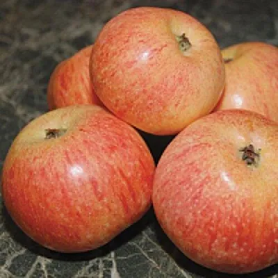 Яблоня КОНФЕТНОЕ  Яблоня КОНФЕТНОЕ в Курске