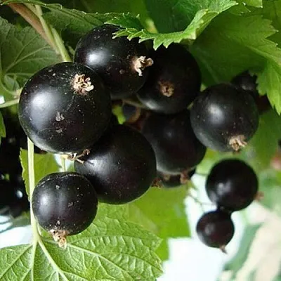 саженцы смородины саженцы смородины