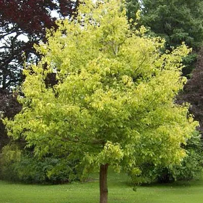 Клен ясенелистный в Курске