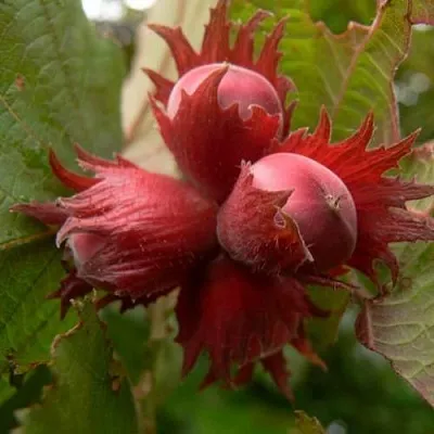 Фундук МОСКОВСКИЙ РУБИН  Фундук МОСКОВСКИЙ РУБИН в Курске