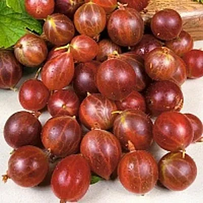 Крыжовник ОЛАВИ (ХИННОНМАЕН ПУНАЙНЕН)  Крыжовник ОЛАВИ (ХИННОНМАЕН ПУНАЙНЕН) в Курске