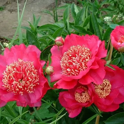 Пион БАРРИНГТОН БЕЛЬ травянистый  Пион БАРРИНГТОН БЕЛЬ травянистый в Курске