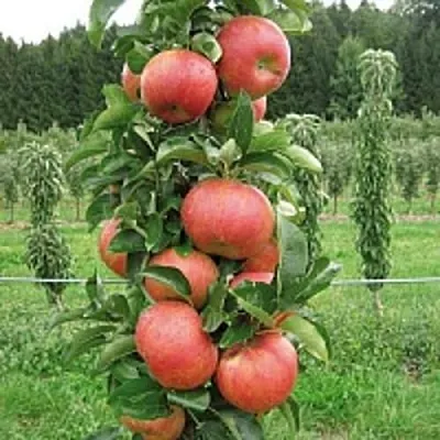 Яблоня ЯНТАРНОЕ ОЖЕРЕЛЬЕ колонновидная  Яблоня ЯНТАРНОЕ ОЖЕРЕЛЬЕ колонновидная в Курске