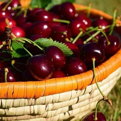 Вишня НЕСВИЖСКАЯ  Вишня НЕСВИЖСКАЯ в Курске