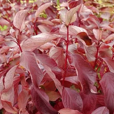 Дерен КРАСНЫЙ  Дерен КРАСНЫЙ в Курске