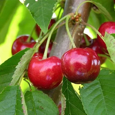 Черешня 15-26-5  Черешня 15-26-5 в Курске