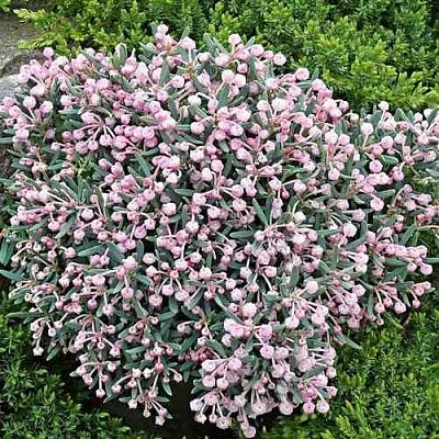 Андромеда БЛЮ АЙС многолистная  Андромеда БЛЮ АЙС многолистная в Курске