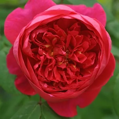 Саженцы роз БЕНДЖАМИН БРИТТЕН шраб  Саженцы роз БЕНДЖАМИН БРИТТЕН шраб в Курске