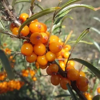 Облепиха СУДАРУШКА  Облепиха СУДАРУШКА в Курске