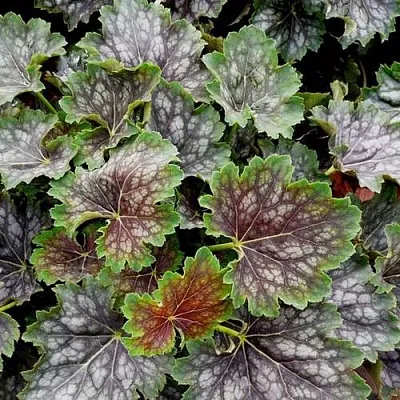 Гейхера МАРВЕЛОС МАРБЛ СИЛЬВЕР  Гейхера МАРВЕЛОС МАРБЛ СИЛЬВЕР в Курске