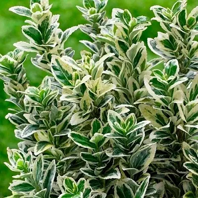 Бересклет  Бересклет в Курске