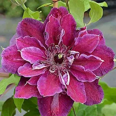 Клематис МАЙ БЬЮТИ  Клематис МАЙ БЬЮТИ в Курске