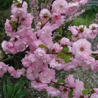 Миндаль ТРЁХЛОПАСТНЫЙ (луизеания)  Миндаль ТРЁХЛОПАСТНЫЙ (луизеания) в Курске