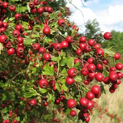 Боярышник ЗБИГНЕВ  Боярышник ЗБИГНЕВ в Курске