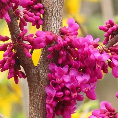 Церцис  Церцис в Курске