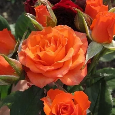 Саженцы роз АЛЕГРИЯ спрей  Саженцы роз АЛЕГРИЯ спрей в Курске