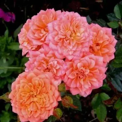 Саженцы роз НИНЕТТА спрей — описание сорта Саженцы роз НИНЕТТА спрей в Курске