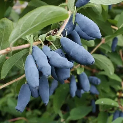 Жимолость съедобная ТОМИ японская  Жимолость съедобная ТОМИ японская в Курске