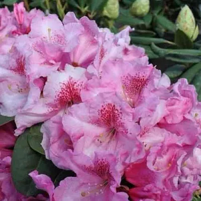 Рододендрон КЛАУДИУС в Курске