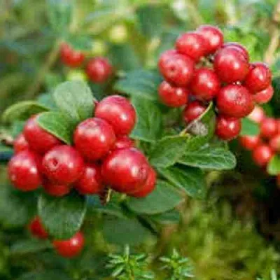 Брусника садовая РУНО БЕЛЯВСКИ  Брусника садовая РУНО БЕЛЯВСКИ в Курске