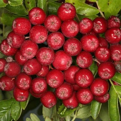 Рябина РУБИНОВАЯ сладкоплодная в Курске