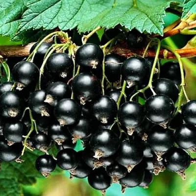 Смородина черная АТЛАНТ  Смородина черная АТЛАНТ в Курске