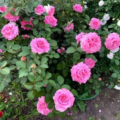 Саженцы роз ЭШЛИ чайно-гибридная — описание сорта Саженцы роз ЭШЛИ чайно-гибридная в Курске