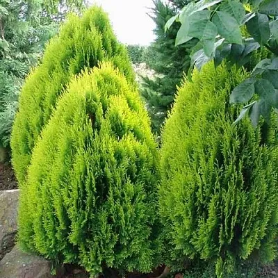 Туя восточная  Туя восточная в Курске