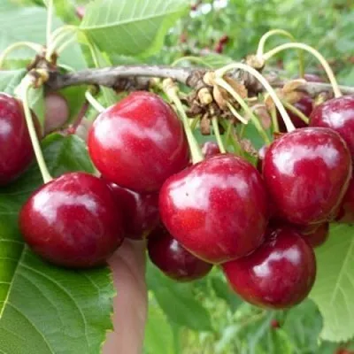 Вишня КОЛОННОВИДНАЯ  Вишня КОЛОННОВИДНАЯ в Курске