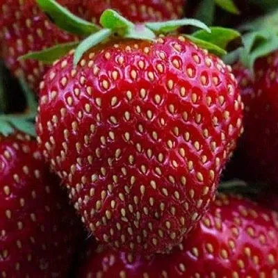 Клубника НАНДИ  Клубника НАНДИ в Курске