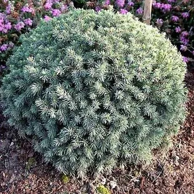 Ель ЭХИНИФОРМИС сизая  Ель ЭХИНИФОРМИС сизая в Курске