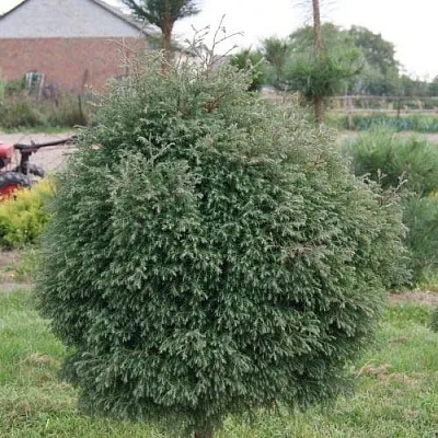 Туя вересковидная  Туя вересковидная в Курске