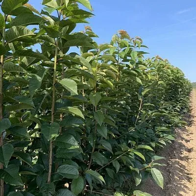 Саженцы оптом в Курске