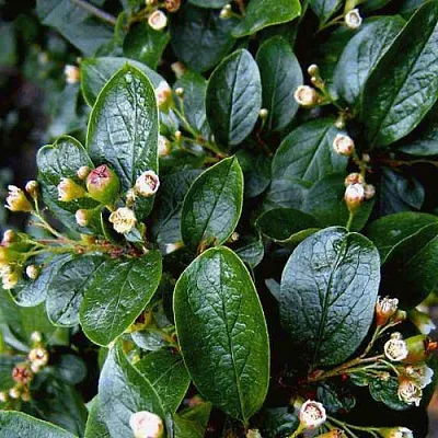 Кизильник  Кизильник в Курске