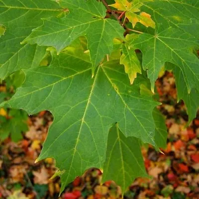 Клен сахарный  Клен сахарный в Курске