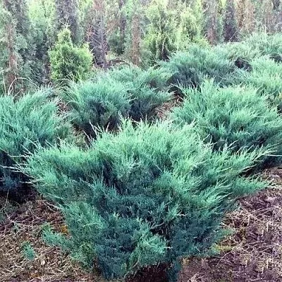 Можжевельник БЛЮ ДАНУБ казацкий  Можжевельник БЛЮ ДАНУБ казацкий в Курске