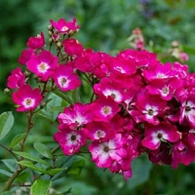 Саженцы роз МАРДЖОРИ ФЕЙР полиантовая  Саженцы роз МАРДЖОРИ ФЕЙР полиантовая в Курске