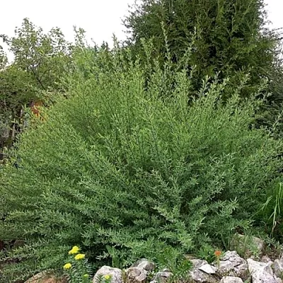 Ива НАНА  пурпурная   Ива НАНА  пурпурная  в Курске