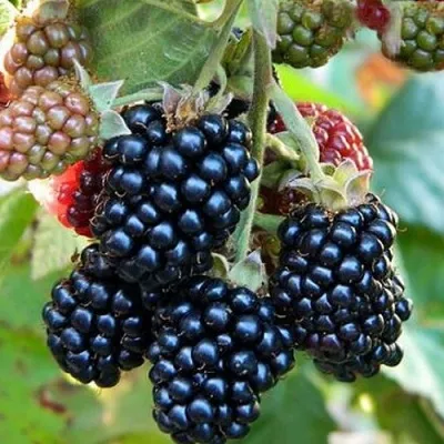 Ежевика ОУАЧИТА бесшипная — описание сорта Ежевика ОУАЧИТА бесшипная в Курске