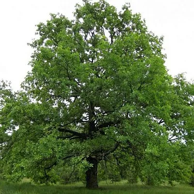 Дуб черешчатый   Дуб черешчатый  в Курске
