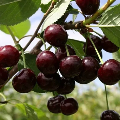 Вишня СВЕРДЛОВЧАНКА степная  Вишня СВЕРДЛОВЧАНКА степная в Курске