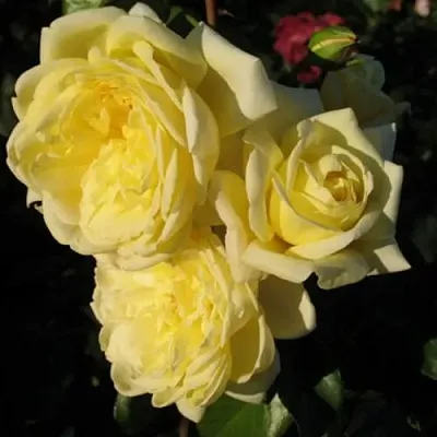 Саженцы роз КАЗИНО плетистая  Саженцы роз КАЗИНО плетистая в Курске